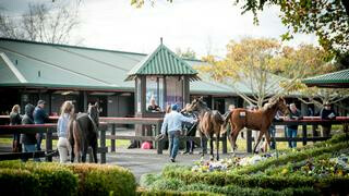 National Weanling Sale to be conducted on Gavelhouse Plus. 